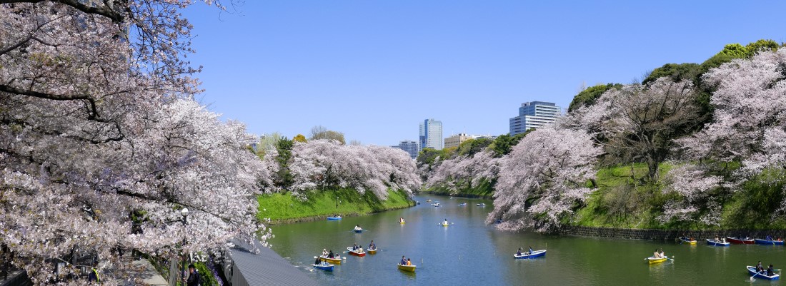 Cherry blossoms in Ueno Park, Tokyo